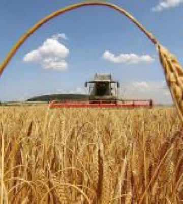 Жнива під час війни: аграрії зібрали 5,9 млн тонн нового врожаю