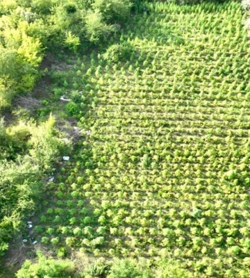 У Криворізькому районі виявили 2,5 тисячі кущів конопель