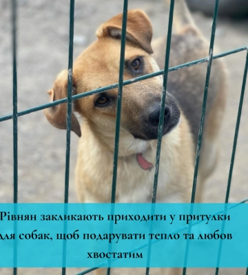 Рівнян закликають приходити у притулки для собак, щоб подарувати тепло та любов хвостатим