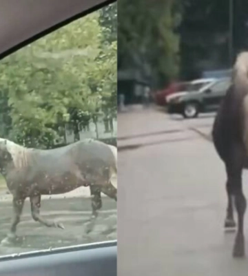 Стало відомо, що за кінь бігав по Запоріжжю і що з ним зараз