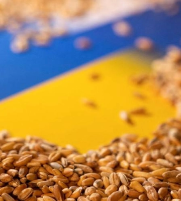 Жнива 2023: Миколаївщина у лідерах зі збору зернових
