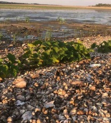 Посадили не тільки картоплю: нові фото городів на дні Каховського водосховища