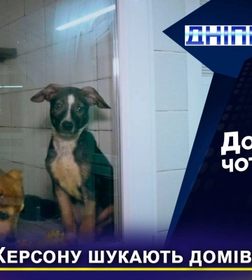 Чотирилапі переселенці з Херсону чекають на господарів у Дніпрі