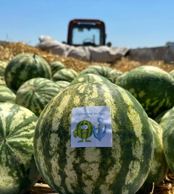 &quot;Вистачить всім!&quot;: на Одещині зібрали перший врожай кавунів. Фото