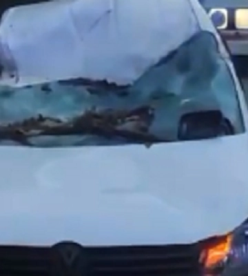 На Волині дерево впало на автомобіль: є постраждалі