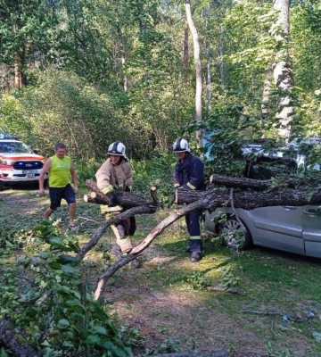 У Вараському районі на автомобіль впало дерево