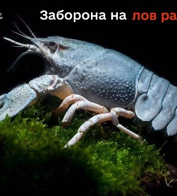 На Волині вводять заборону на вилов раків: коли саме