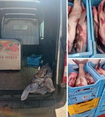На Харьковщине женщина везла более 180 кг свежей рыбы без документов