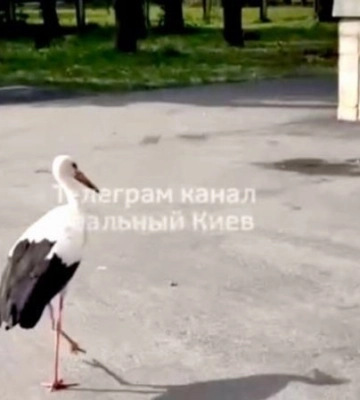 «Це добрий знак». У Києві помітили лелеку, який розгулював Солом’янським районом — відео