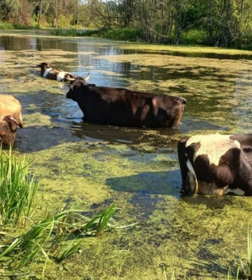 Українці показали своїх корів, які у спеку приймають водні процедури