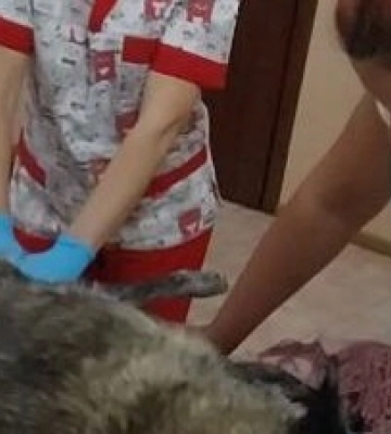 На Одещині водій двічі переїхав безпритульну собаку