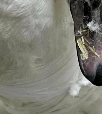 Лебедям, яким обрізали крила в одеському парку, знайшли новий дім