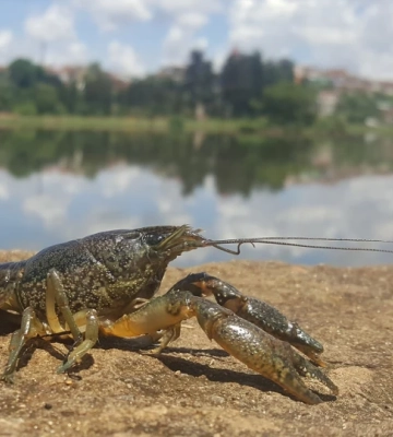 На Волині стартує заборона на вилов раків у водоймах