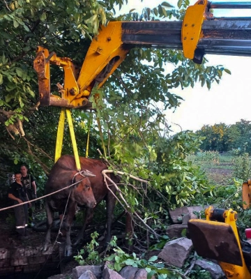 На Миколаївщині надзвичайникам довелося рятувати корову, яка провалилася у яму