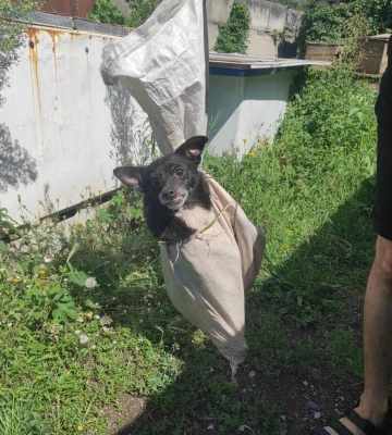 У черкаський притулок для тварин закинули собаку в мішку