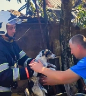 У Виноградові під час пожежі врятували цуценя