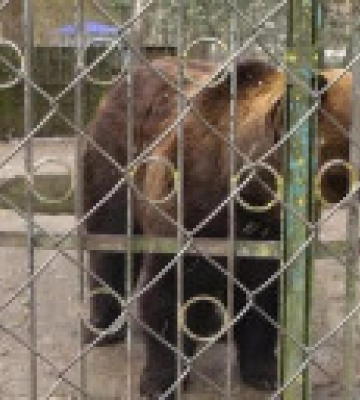 В хмельницком зоопарке из-за жалоб активистов проверят условия проживания медведя Балу
