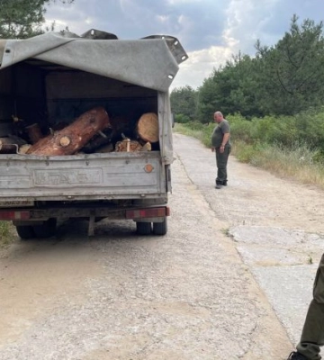 На Миколаївщині оштрафували лісника, який перевозив лісоматеріали