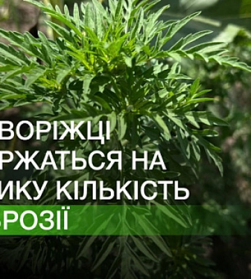 А що по амброзії: криворіжці скаржаться на велику кількість алергенних рослин
