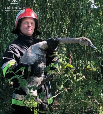 У Кропивницькому надзвичайники врятували лебедя