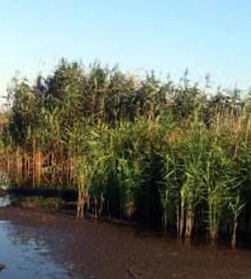 На Полтавщині через забруднення водойми загинули птахи