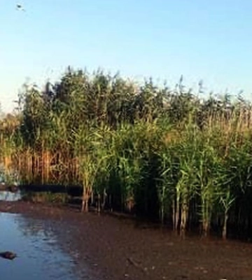 На Полтавщині через забруднення водойми загинули птахи