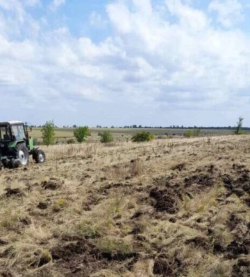 На Кіровоградщині висадять 140 гектарів дубового лісу