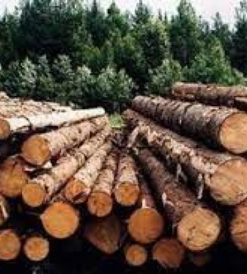 Посадовця військкомату на Рівненщині підозрюють у вирубці дерев у заповіднику