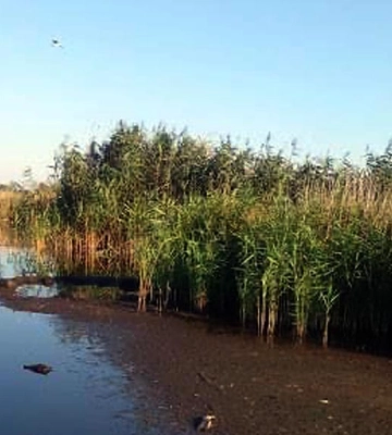 Полиция расследует обстоятельства гибели птиц в водоеме на Полтавщине