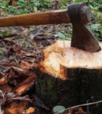Посадовця військкомату на Рівненщині підозрюють у вирубці дерев у заповіднику