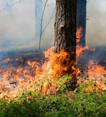 Під Харковом через влучання російської ракети загорілася лісопосадка