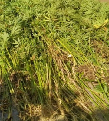 У Криворізькому районі поліцейські викрили чоловіка на вирощуванні конопель