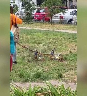 Рідкісне видовище в Києві: жінка гуляє на Оболоні з африканськими екзотичними тваринами