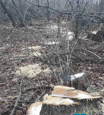 На Полтавщині судитимуть лісоруба, який спиляв ясенів на 500 тисяч гривень