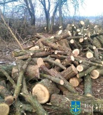 На Полтавщині чоловік нарубав ясенів на понад пів мільйона гривень
