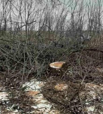 На Полтавщині судитимуть мешканця Чутівської тергромади, який незаконно спиляв 29 ясенів, що спричинило державі збитків на суму&amp;hellip;