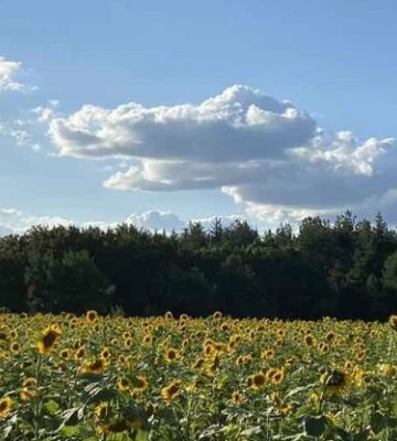 У Полтаві та області буде тепло та сухо. Повітря прогріється до 31 градуси