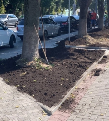 У Луцьку на проспекті Волі продовжують садити траву і дерева 