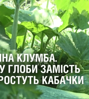 НЕЗВИЧНА КЛУМБА. У парку Глоби замість квітів ростуть кабачки