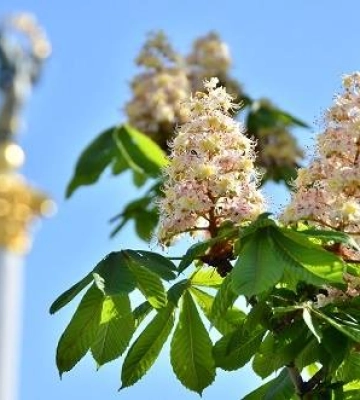 У Києві частково перекриють рух транспорту на Хрещатику
