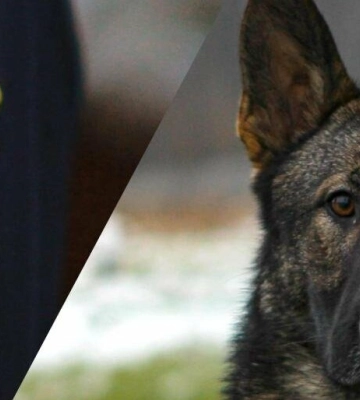 На Одещині з собаками шукали 21-річного хлопця, який вночі загубився у чагарниках