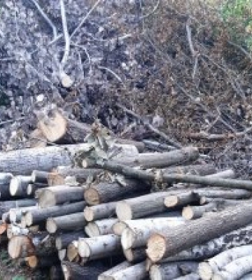 Ліси в Закарпатті потрібно передати у приватні руки держава їх не може зберегти (відео)