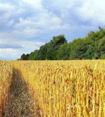 21 серпня: свята, народні прикмети, іменинники, події