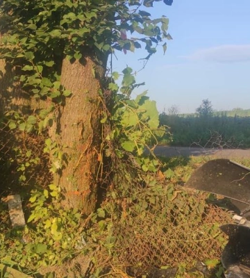 Зіткнувся з деревом: на Львівщині загинув 46-річний водій