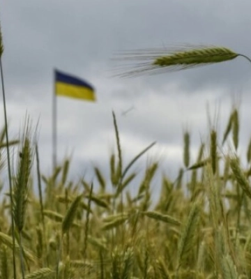 На деокупованій Херсонщині аграрії вже зібрали 57 тисяч тонн зернових
