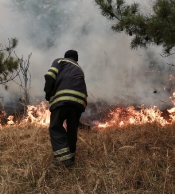 Майже 50 га — площа лісових пожеж на Миколаївщині з початку року