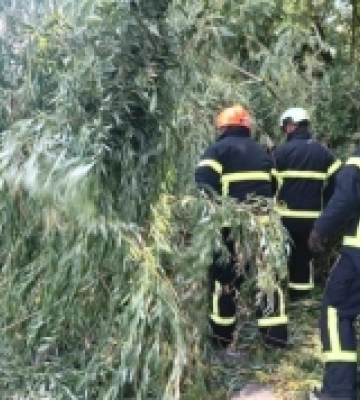 У Луцьку посеред вулиці впало дерево