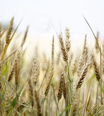 Agricom Group очікує рекордний врожай вівса