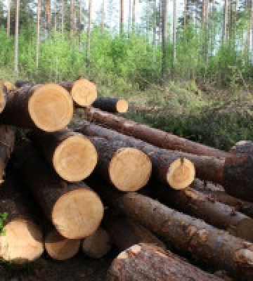На Київщині за погану охорону лісу від незаконних рубок з держпідприємства стягнуть більше 200 тисяч гривень