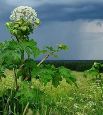 У Кобеляках дитина отримала опіки від борщівника Сосновського